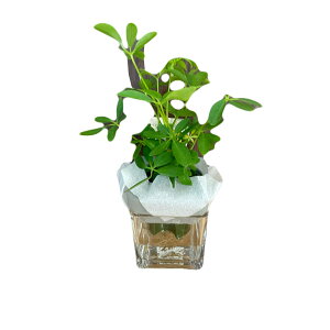 wVFtx@ϗtA A  c c ϗtA