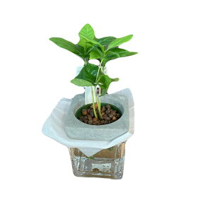 wR[q[̖؁x@ϗtA A  c c ϗtA