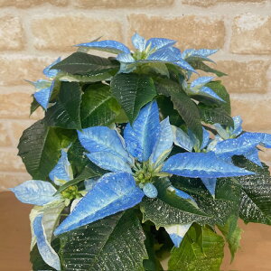 ʌ@󏭁@|CgZ`A@5 @u[@@~Mtg NX}X@NX}XMtg@@  Mtg v[g A 