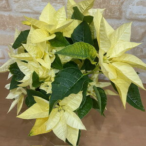 ʌ@󏭁@|CZ`A@NX}X@5 @CG[@~Mtg NX}X@NX}XMtg@@  Mtg v[g A 