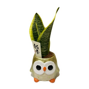 ���N���@�������@�t�N���E �ӂ��낤 �u�� �� �ϗt�A�� ������ �K�W���}�� �p�L�� �T���X�x���A �~�j �~�j�ϗt�A�� ���A�� �K�W���}���̖�