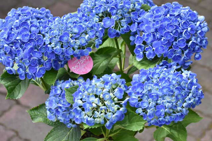 楽天市場 大人気の 紫陽花 ポップコーン 5号鉢 送料無料 開花株 花苗 アジサイ あじさい プレゼント おたふく紫陽花 ポップコーン ブルー 駅前花市 楽天市場店 楽天市場 大人気の 紫陽花 ポップコーン 5号鉢 送料無料 開花株 花苗 アジサイ あじさい プレゼント おたふく紫陽花 ポップコーン ブルー 駅前花市 楽天市場店