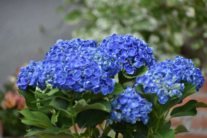 楽天市場 大人気の 紫陽花 ポップコーン 5号鉢 送料無料 開花株 花苗 アジサイ あじさい プレゼント おたふく紫陽花 ポップコーン ブルー 駅前花市 楽天市場店