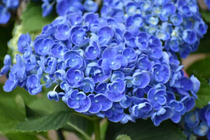 楽天市場 大人気の 紫陽花 ポップコーン 5号鉢 送料無料 開花株 花苗 アジサイ あじさい プレゼント おたふく紫陽花 ポップコーン ブルー 駅前花市 楽天市場店 楽天市場 大人気の 紫陽花 ポップコーン 5号鉢 送料無料 開花株 花苗 アジサイ あじさい プレゼント おたふく紫陽花 ポップコーン ブルー 駅前花市 楽天市場店