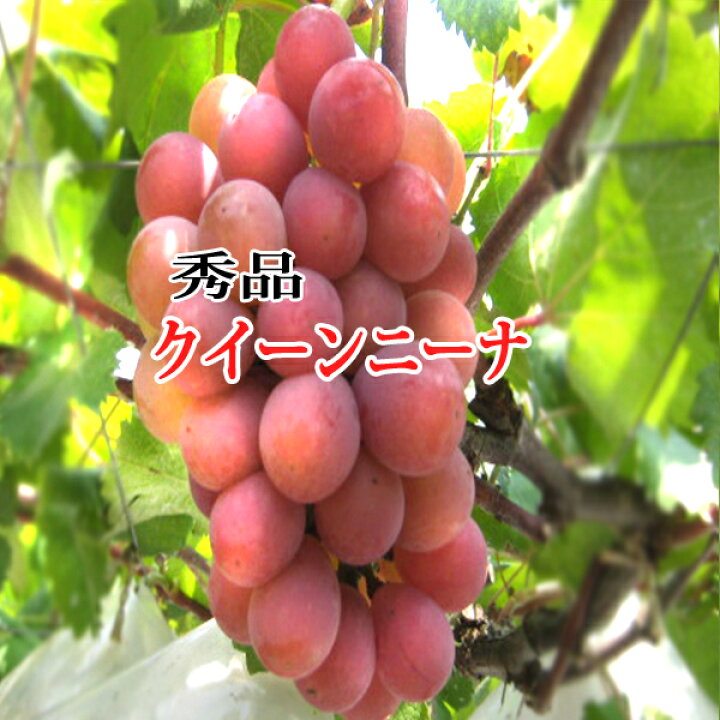 楽天市場】クイーンニーナ 岡山産 青秀 2kg 約4房～5房 秀品ぶどう 