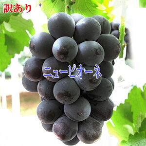 yN[֔zj[sI[l RY 󂠂 2kg 4[`6[ 󂠂Ԃǂ Ԃǂ 󂠂sI[l ƒpԂǂ sI[l󂠂 R R ȂsI[l