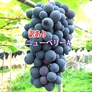 yN[֔zj[x[A 󂠂 2kg 4[`6[ LY 󂠂Ԃǂ Ԃǂ󂠂 j[x[A󂠂 ƒpԂǂ LY GY ƒp x[A