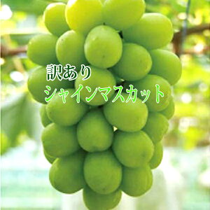 yN[֔zVC}XJbg󂠂 RY 2kg 3[`5[ 󂠂Ԃǂ Ԃǂ󂠂 ƒpԂǂ RVC}XJbg󂠂 R R