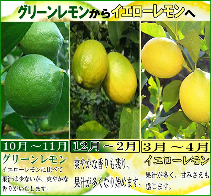 楽天市場】【期間限定価格】レモン 訳あり 国産 1kg・2kg・3kg・5kg  