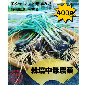 【TVでもとりあげられた】☆砂の真珠☆エシャレット　400g　砂付き 島らっきょう