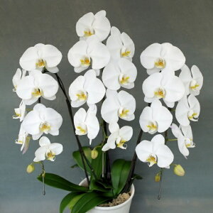 y30ֈȏɃ{[AbvIIz֌Ӓ3{@@27ցiQ݁jȏ@@ō݂10800~II  Ԕ m m JXj JX I[v Vzj 