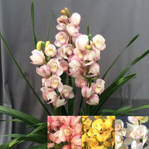 X[p[Z[ԃGg[P10{ I 3{ȏ@VrW[@FIׂyX̗m@Aō݂7800~IIzymX炨͂IS̖摜M