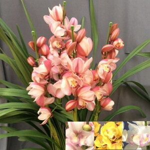 X[p[Z[ԃGg[P10{I 4{ȏ VrW[@FIׂyyX̗m@Aō݂8800~IIzymX炨͂IS̖摜M