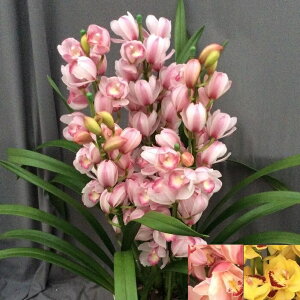 yVrW[@sNn@5{ȏzyVrW[@CG[n@5{ȏzyX̗m@Aō݂95000~IIzymX炨͂IS̖