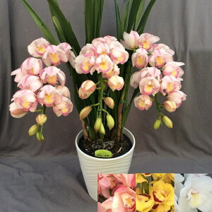 �y���F��I�ׂ�@�V���r�W���[���@�A�[�`�@3�{�����ȏ�z�y���X�������̗m���@���������A�ō��݂�14800�~�I�I�z�y�m�����X���炨�͂��I���S�̖����摜���M�z�V���r�W�E��