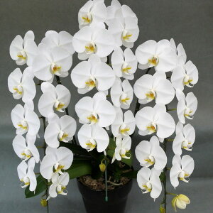 ֌Ӓ36ցiQ݁jȏ@3{@@y@ō݂18800~IIz  Ԕ m m   v[g  t[ JXj JX I[v Vzj j 