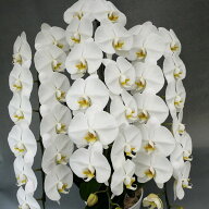 50輪以上（蕾込み） 大輪胡蝶蘭　3本立ち　白　送料無料 蘭 花鉢 洋蘭 洋ラン 蘭鉢 送料無料 プレゼント …