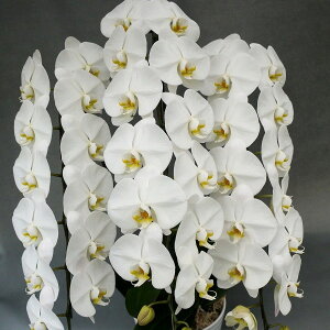 ֌Ӓ50ցiQ݁jȏ @3{@@y@ō݂29800~Iz  Ԕ m m   v[g  t[ JXj JX I[v Vzj j i