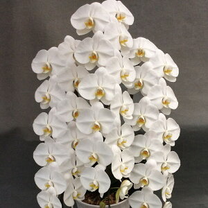 ֌Ӓ45ցiQ݁jȏ@3{@@y@ō݂25800~IIz  Ԕ m m   v[g  t[ JXj JX I[v Vzj j 