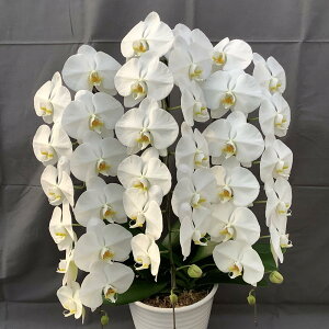 _Ӓ40ցiQ݁jȏ@3{@@y@ō݂21800~IIz  Ԕ m m   v[g  t[ JXj Vzj ACj a  