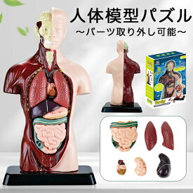 【最大3％OFF】 人体模型パズル 人体解剖学 組み立て フィギュア 人形 ミニチュア パーツ取り外し可能 人体パズル 立体 胴体 モデル 人間 心臓 肺 肝臓 腸 内臓 臓器 器官 上半身 骨格 知育 学校 教育 学習 医療 リアルなデザイン おもちゃ 小型 持ち運び 新品 送料無料