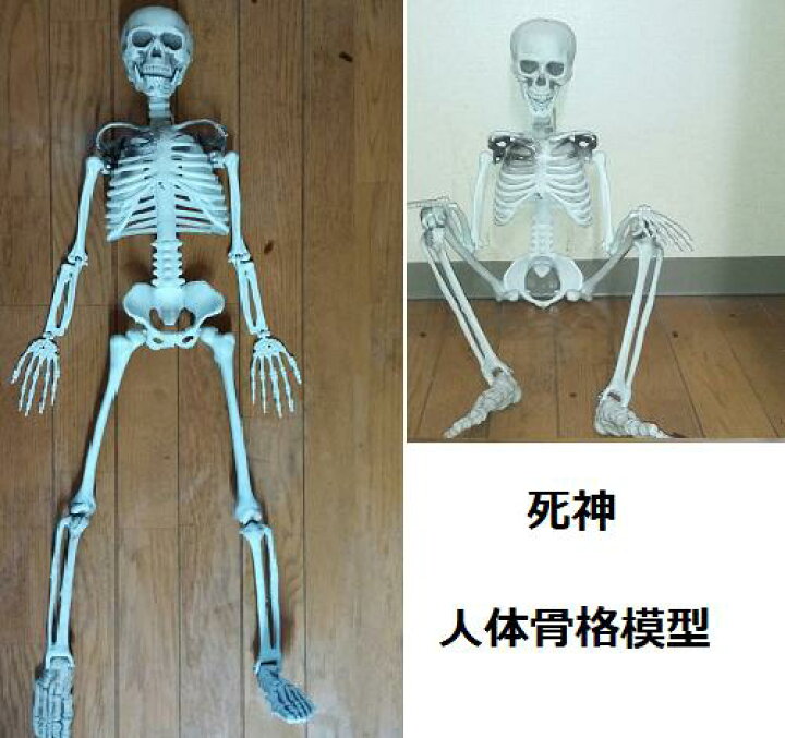 楽天市場 人体骨格模型 死神 アートインテリア 約90cm スカル 可動関節有り リアル デザイン ドクロ 整体 デッサン 店頭 ディスプレイ ファンタジー ウィッチ 魔法 衣 インテリア ホラー ハロウィーン イベント パーティー 標本 送料無料 新品 Lエル