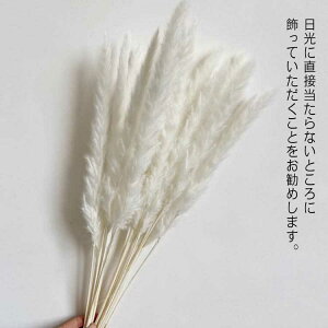 花 パンパスグラス インテリア 家具の人気商品 通販 価格比較 価格 Com