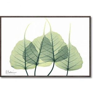 ���[�p���[ X RAY �L�����o�X�A�[�g �u���[�t3�v S�T�C�Y XR-03814