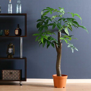 観葉植物 サボテン 大型の人気商品 通販 価格比較 価格 Com