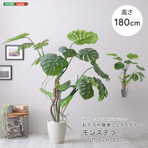観葉植物 180cm 大型」の人気商品一覧・価格比較 - 価格.com