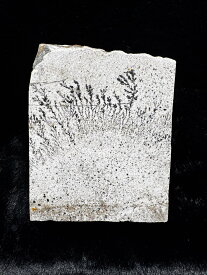 デンドリッククオーツ　NO.51☆ 水晶 クリスタル パワーストーン 天然石 原石 風水 置物 鉱物 誕生石 生年月日 幸運 ポイント 開運 金運 財運 恋愛運 健康運 事業運 パワースポット ルチル アメジスト アメジストドーム デンドリック