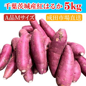 【成田市場直送】さつまいも 5KG 紅はるか 紅東　またはシルクスイート　A品　Mサイズ サツマイモ 焼き芋に 千葉県・茨城県産地厳選　美味しい やきいもに 食物繊維 美容 スイーツ ギフト