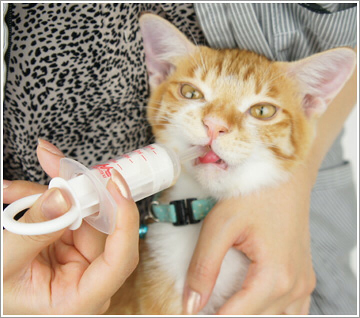 楽天市場 森乳 注入器 注射器型注入式 10ml 犬猫用 シリンジ 注射器 ペット 動物 動物用 犬 猫 犬猫 餌 えさやり 食事 ドッグフード キャットフード 水やり えさ 餌 給餌 介護 授乳 老犬 老猫 小型犬 小型猫 小動物 子猫 子犬 エルサチ