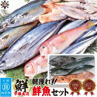 鮮魚セット (3種以上) 朝獲れ おまかせ鮮魚ボックス 海鮮 詰め合わせ 選べるセット内容 下処理　ウロコ・…