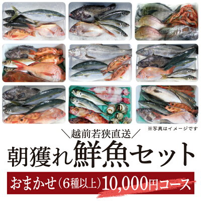 【送料無料】朝獲れ鮮魚セット10000円コース!おまかせ鮮魚(6種以上)詰め合わせ【冷蔵便】