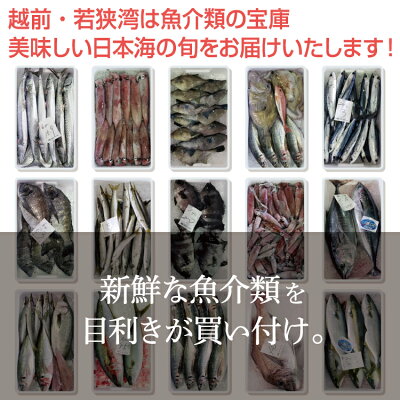 【送料無料】朝獲れ鮮魚セット10000円コース!おまかせ鮮魚(6種以上)詰め合わせ【冷蔵便】