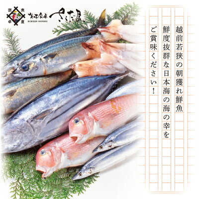 【送料無料】朝獲れ鮮魚セット10000円コース!おまかせ鮮魚(6種以上)詰め合わせ【冷蔵便】