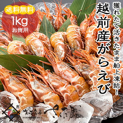 【甘味・旨味共に最高の海老】越前がらえび徳用1キロ(がすえび・白とらえび)冷蔵便・常温便との同梱不可