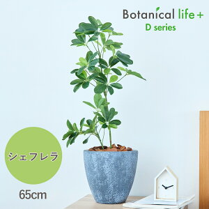 VFt tFCNO[ ϗtA 65cm Ԍt  tFCNO[  G} Ȕt A CeA A tFCNO[ ~j L R C G} 