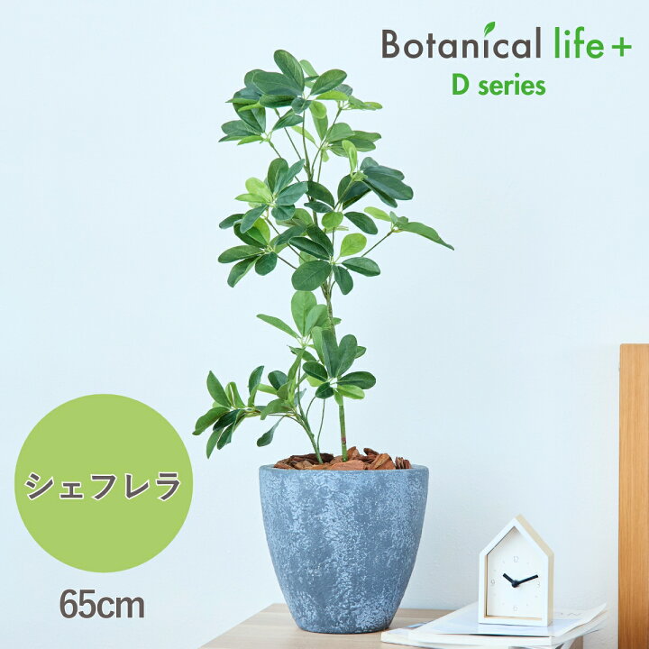 楽天市場】シェフレラ フェイクグリーン 観葉植物 65cm 花言葉 風水 
