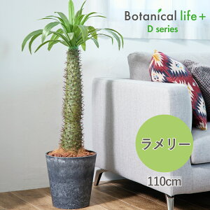 pL|fBE [ tFCNO[ ϗtA 110cm 傫 ^ 傫 G} t   CeA A L R sv 25091