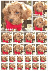 「写真でつくるフォトステッカー」A4サイズ オリジナルステッカー 犬 愛犬 猫 愛猫 ペット わんこ にゃんこ 家族 記念写真 フォトグッズ フォトプリント 名前入り 名入れ ネーム ドッグ キャット dog cat ステッカー シール UV加工 屋外 屋内 防水 撥水