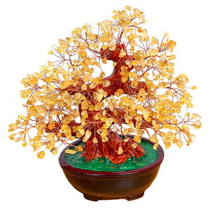 TENKAPAS ���̂Ȃ�� (��)�V�g���� �V�R�΂̏����� st0033-1