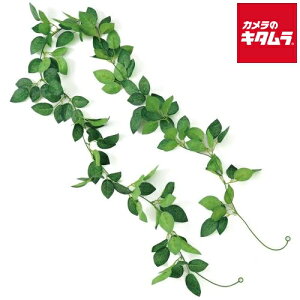 A[ebN 75219 tFCNO[ K[h o t̂