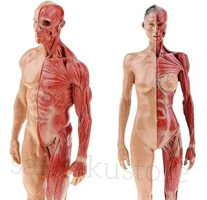 U\ Kp  CGyCeBO ͌^ A[gfbT ؍if ؓ͌^  11C` 30cm  j l̖͌^