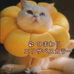 GUxXJ ~h~ p//畆api ی  y Lp p ybg GUxXJ[ Ђ܂