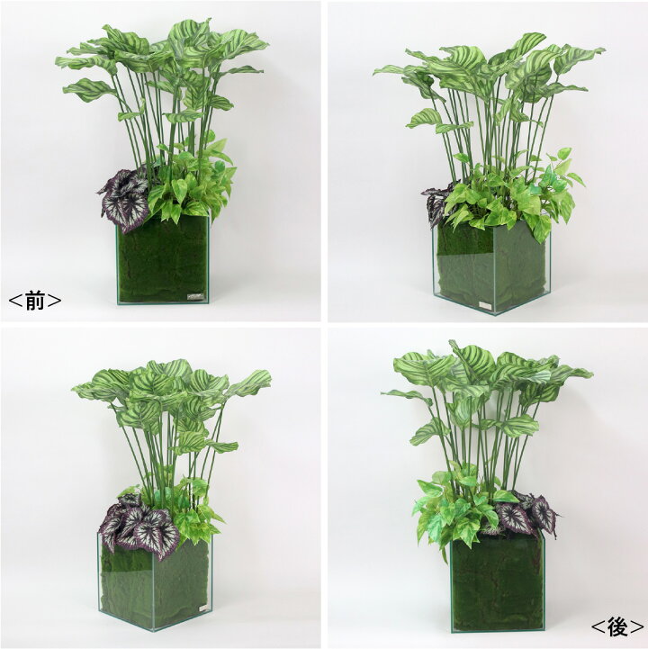 楽天市場】観葉植物 ギャザリングカラテア 造花 インテリア おしゃれ 