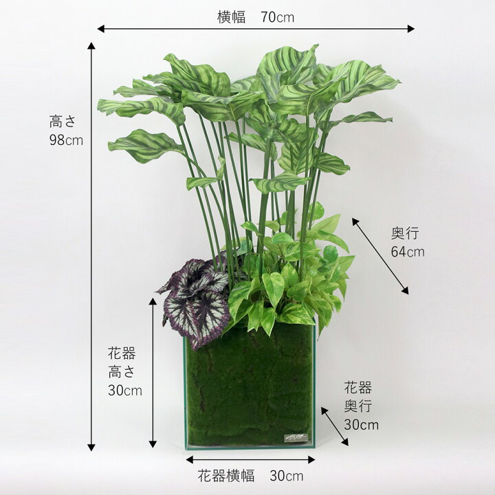 楽天市場】観葉植物 ギャザリングカラテア 造花 インテリア おしゃれ 