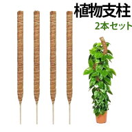 2本セット 植物支柱 おしゃれ ヘゴ棒 観葉植物 モンステラ スティック ココスティック 園芸用 ガーデニン…