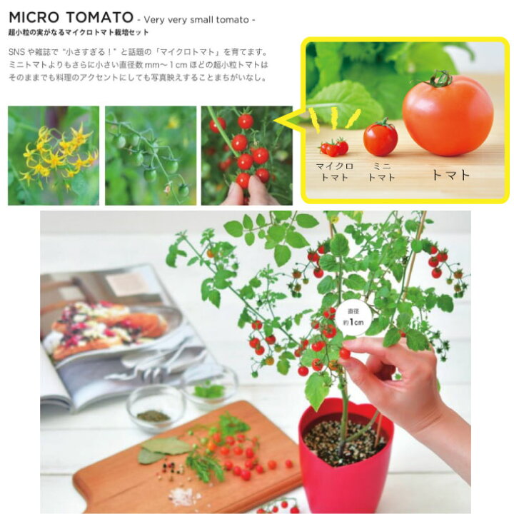 楽天市場 マイクロトマト 栽培セット Gd 903 聖新陶芸 室内栽培 園芸 家庭菜園 キッチン ガーデン 栽培 食育 映え 自給自足 トマト とまと ギフト プレゼント お庭の宅配便